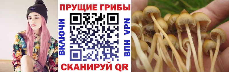 Галлюциногенные грибы Psilocybe Артёмовск